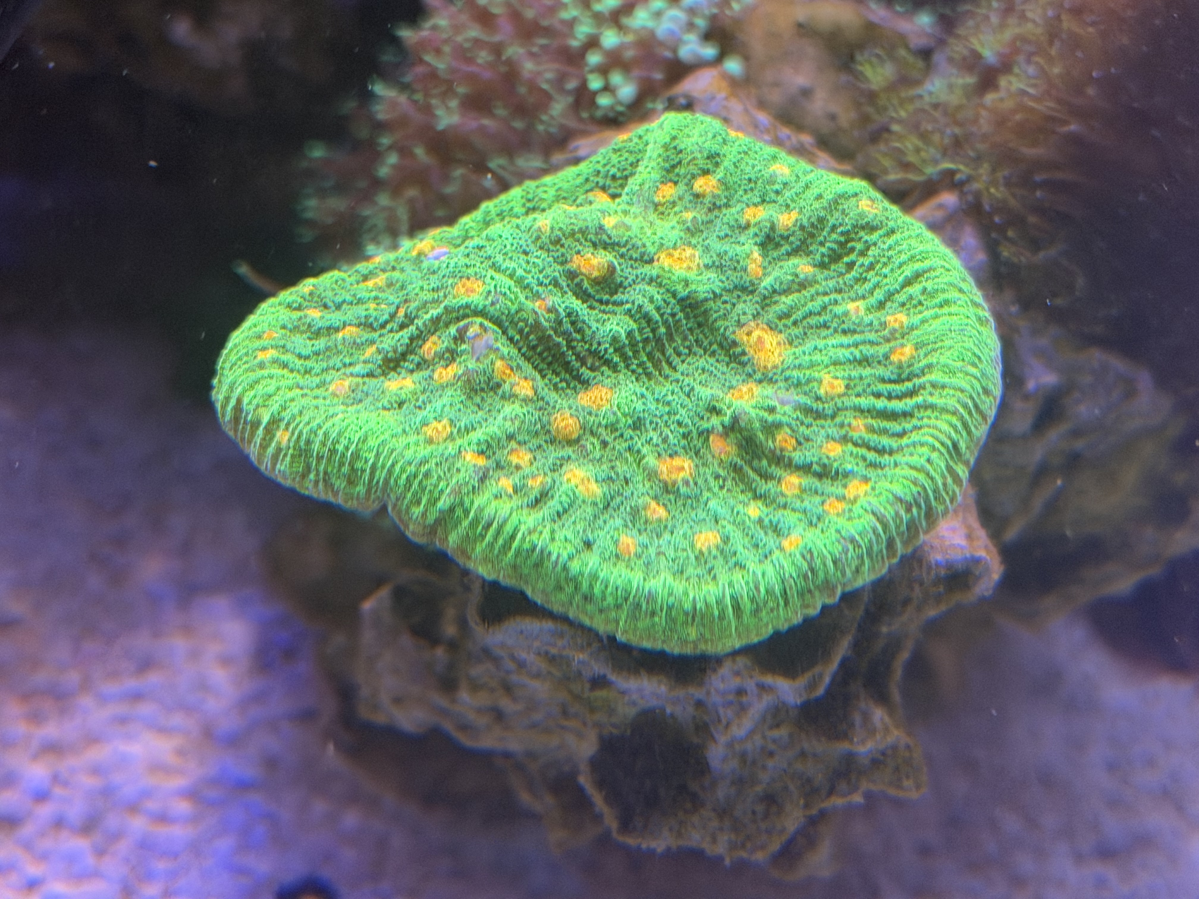 Vibrant green brain coral