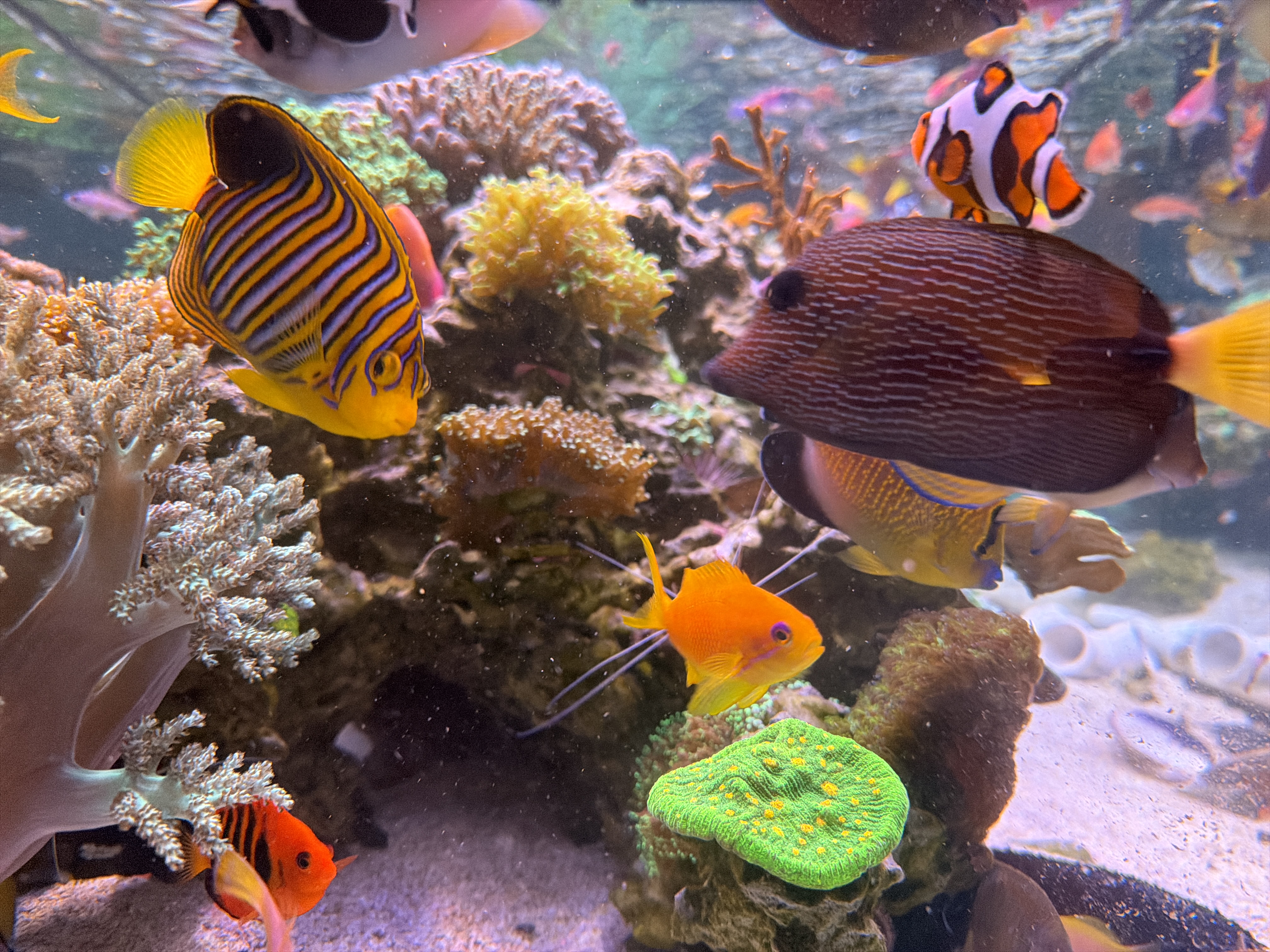 Butterfly fish and clownfish in reef