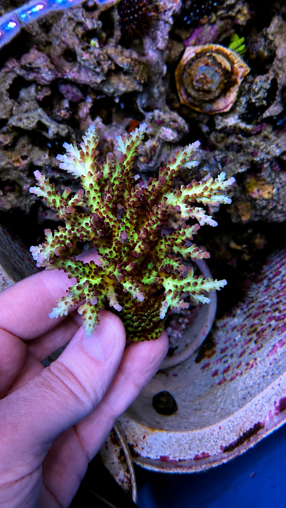 Coral frag on plug