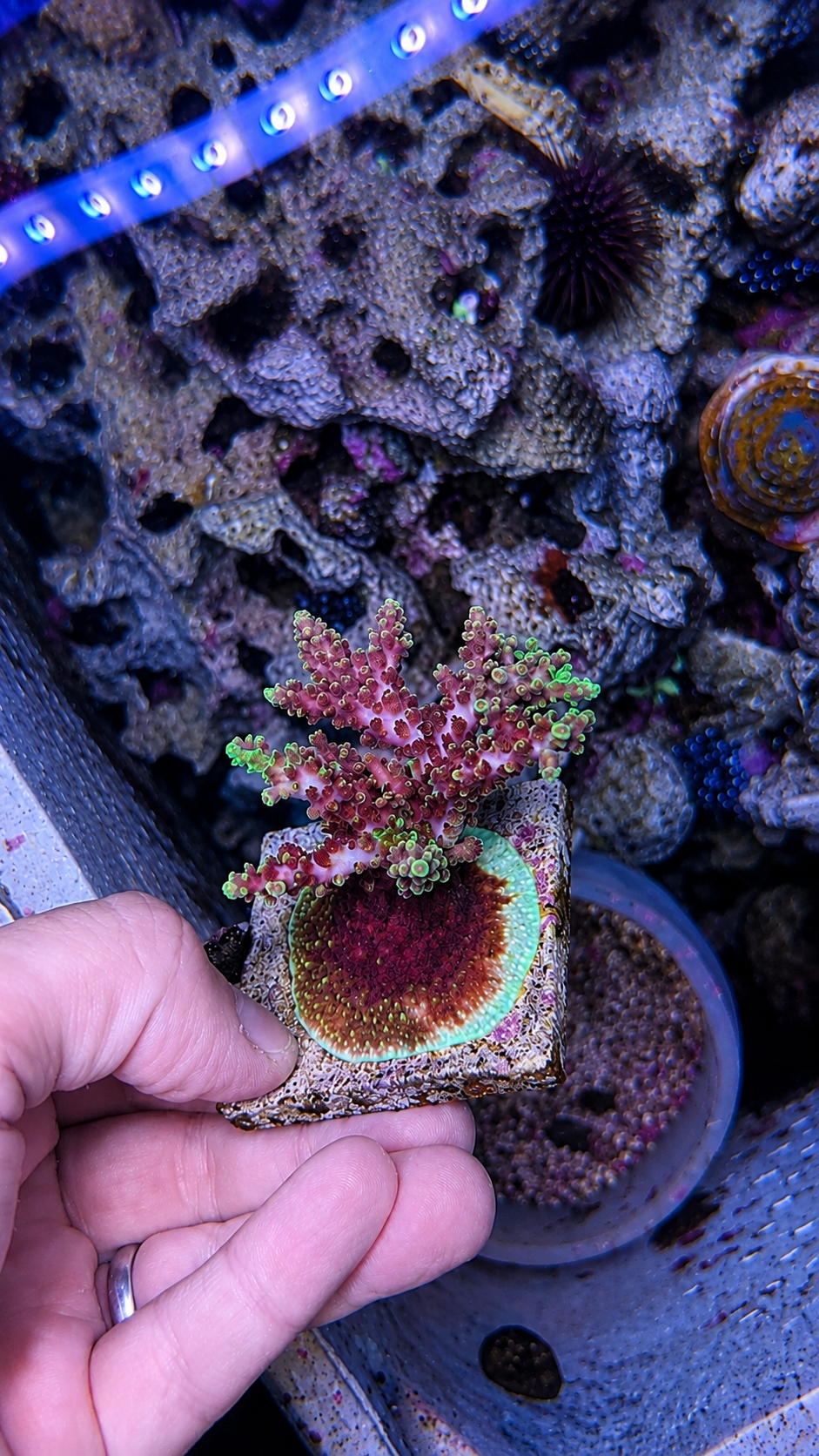 Coral frag on plug