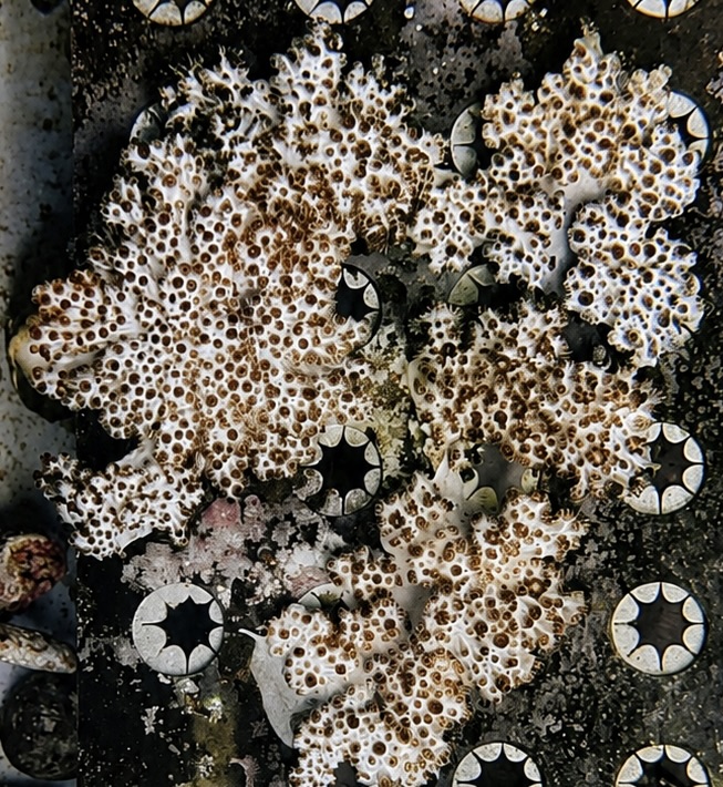Speckled leather coral mother colony with frag plugs