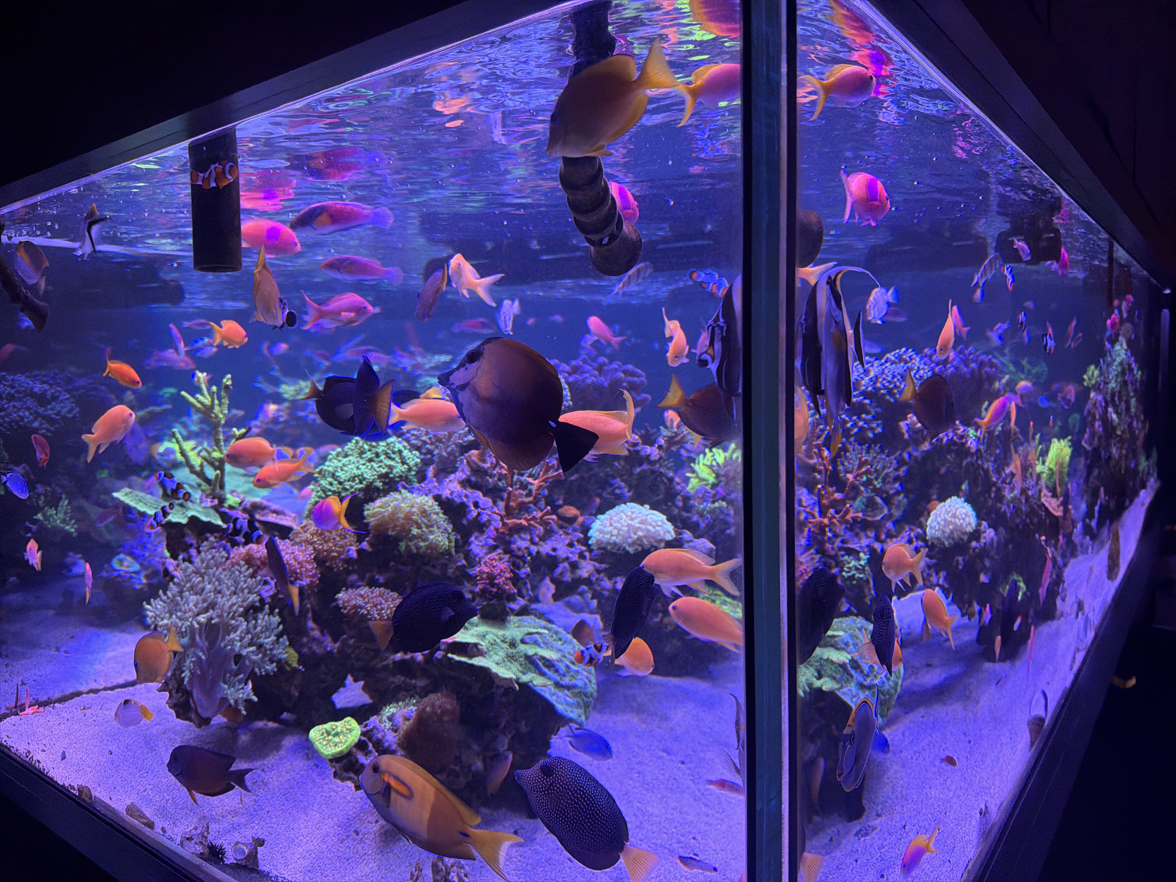 Blue-lit reef tank packed with tropical fish