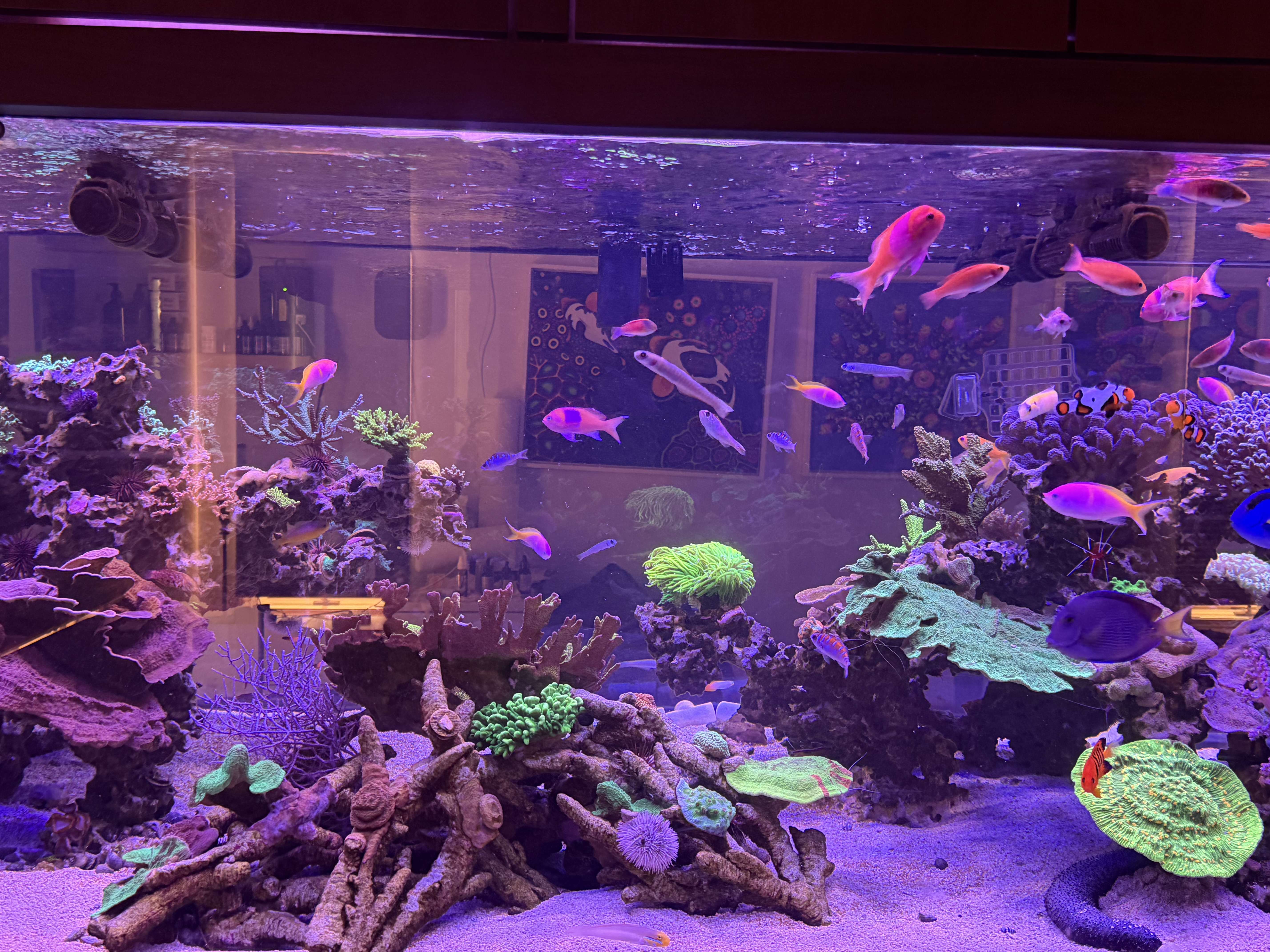 Custom reef aquarium with purple lighting