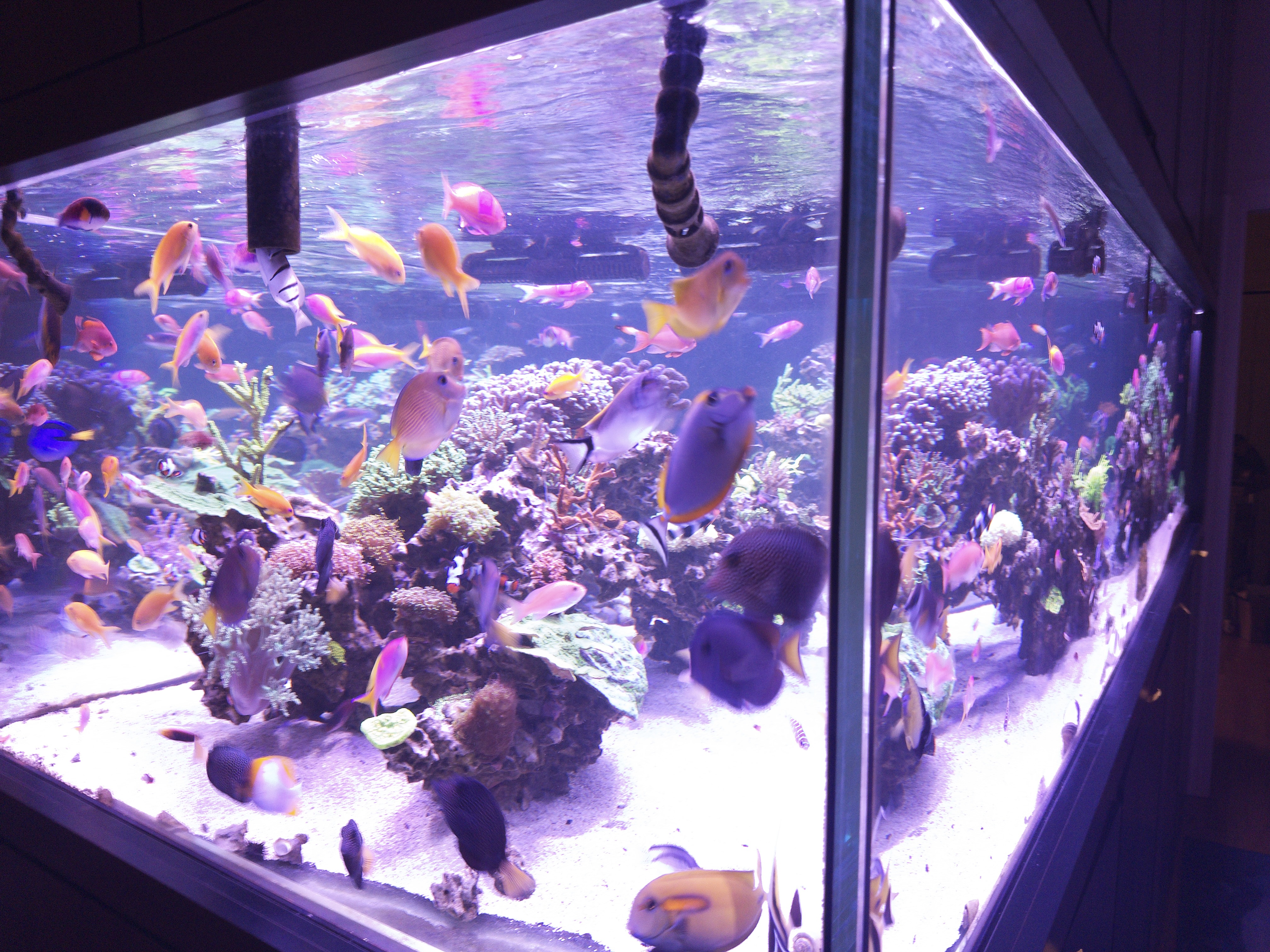 Full reef aquarium view